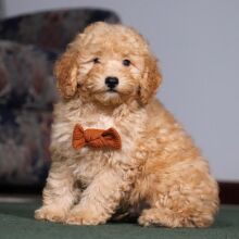 Schnoodle Puppy Lee