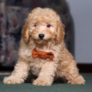 Schnoodle Puppy Lee