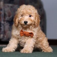 Schnoodle Puppy Lee