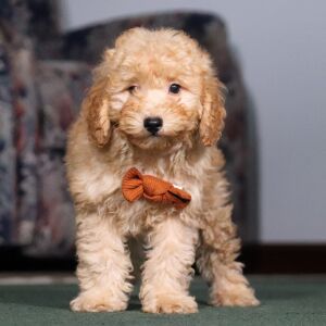 Schnoodle Puppy Lee