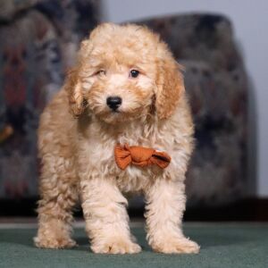 Schnoodle Puppy Lee