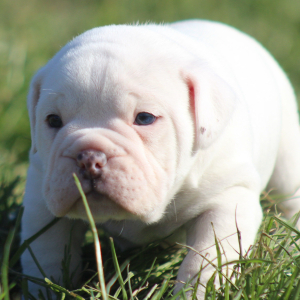 Victorian Bulldog Puppy Xander