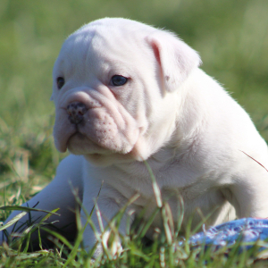 Victorian Bulldog Puppy Xander