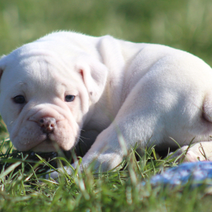 Victorian Bulldog Puppy Xander