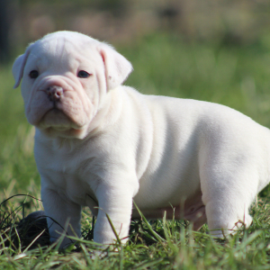 Victorian Bulldog Puppy Xander