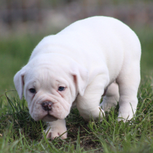 Victorian Bulldog Puppy Xander