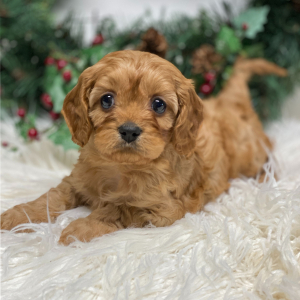 Cavapoo Puppy Joy