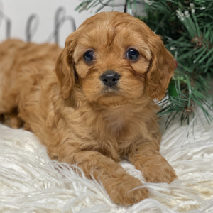 Cavapoo Puppy Joy
