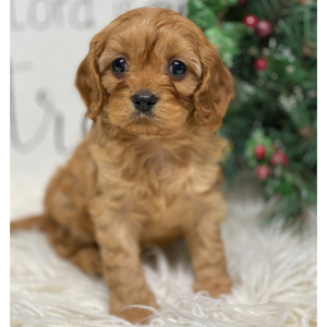 Cavapoo Puppy Joy