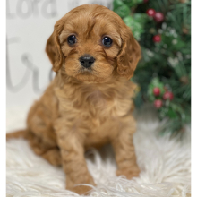 Cavapoo Puppy Joy