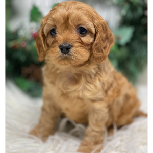 Cavapoo Puppy Joy
