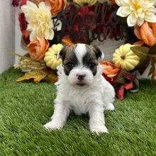 Havanese Puppy Zelda