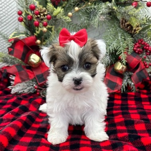 Havanese Puppy Zelda