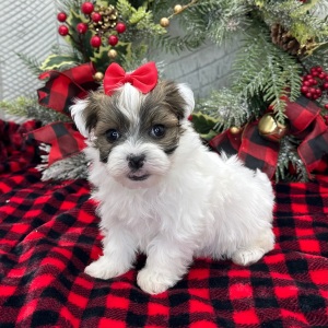 Havanese Puppy Zelda