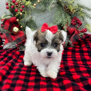 Havanese Puppy Zelda