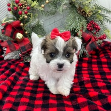 Havanese Puppy Zelda