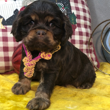 Cocker Spaniel Puppy Joy