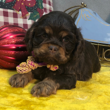 Cocker Spaniel Puppy Joy