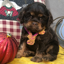 Cocker Spaniel Puppy Joy