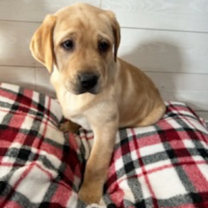 Labrador Retriever Puppy Diesel