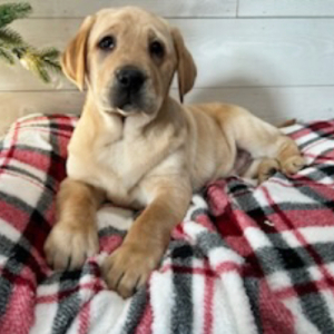 Labrador Retriever Puppy Diesel