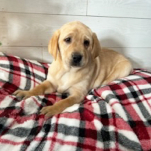 Labrador Retriever Puppy Diesel