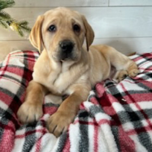 Labrador Retriever Puppy Diesel