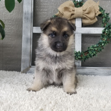 German Shepherd Dog Puppy Zahara