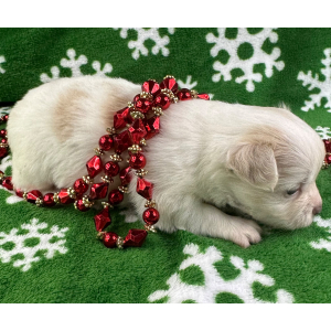 Chihuahua Puppy Crosby