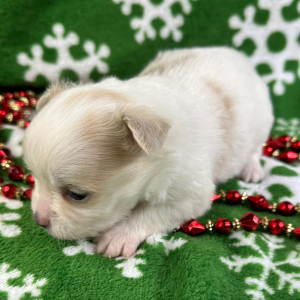 Chihuahua Puppy Crosby