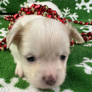 Chihuahua Puppy Crosby