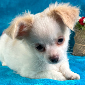 Chihuahua Puppy Crosby