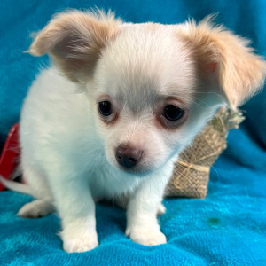 Chihuahua Puppy Crosby