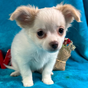 Chihuahua Puppy Crosby