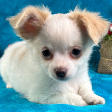 Chihuahua Puppy Crosby