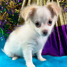 Chihuahua Puppy Crosby