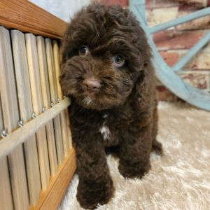 Cockapoo Puppy Atlas