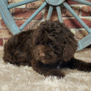 Cockapoo Puppy Atlas