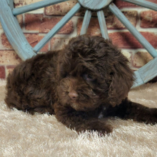 Cockapoo Puppy Atlas