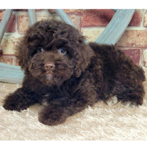 Cockapoo Puppy Atlas
