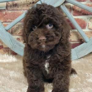 Cockapoo Puppy Atlas