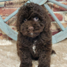 Cockapoo Puppy Atlas
