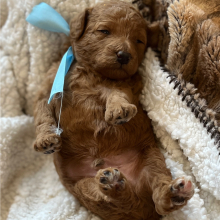 Poodle Puppy Dancer
