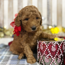 Poodle Puppy Dancer