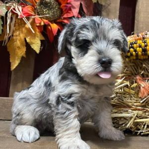 Miniature Schnauzer Puppy Diamond