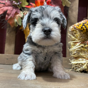 Miniature Schnauzer Puppy Diamond
