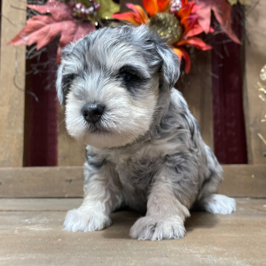Miniature Schnauzer Puppy Diamond