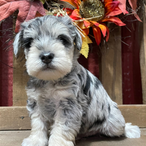 Miniature Schnauzer Puppy Diamond
