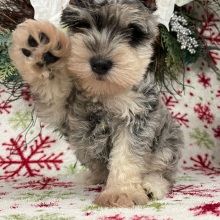 Miniature Schnauzer Puppy Diamond