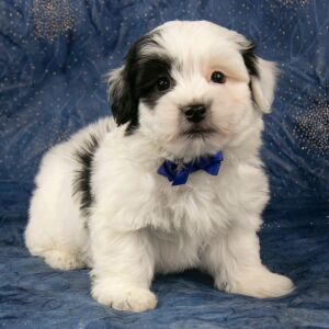 Havanese Puppy Bennett